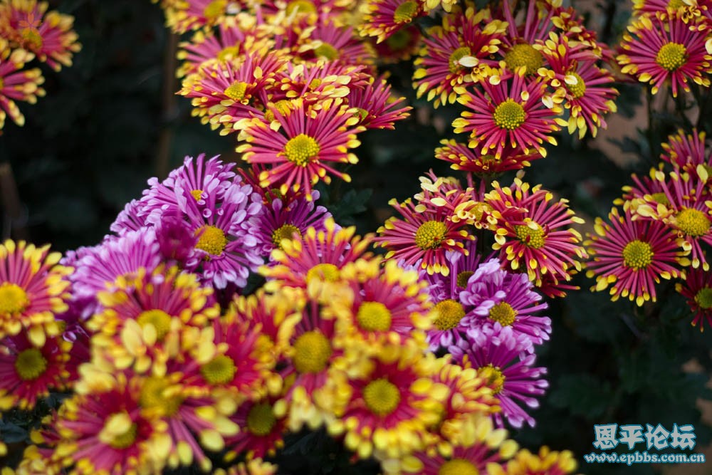 ½ļ0901_flowers_009.jpg